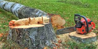 Best Tree Fertilization  in Nedrow, NY