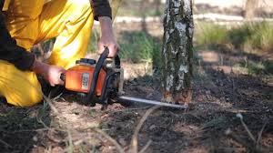 Best Firewood Processing and Delivery  in Nedrow, NY