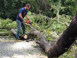 Best Tree Risk Assessment  in Nedrow, NY