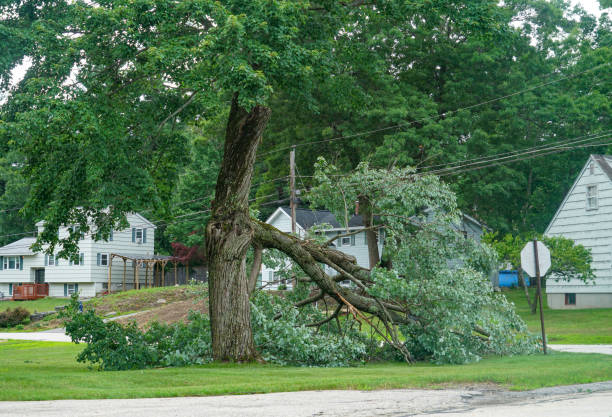 Best Root Management and Removal  in Nedrow, NY