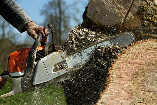 Best Stump Grinding and Removal  in Nedrow, NY